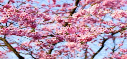 source-between-dreams